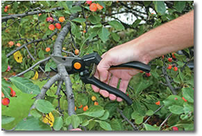 Forbici Fiskars Forbici Fiskars